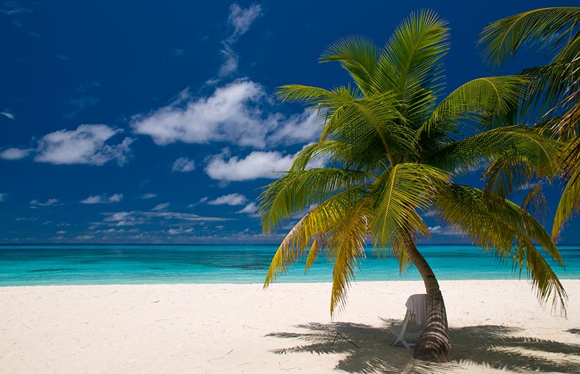 三亚海边椰子树风景图片（三亚海边椰树风光图片）