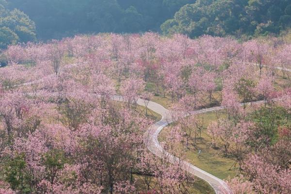 深圳三洲田春季赏樱攻略 游客期待的打卡地点分享